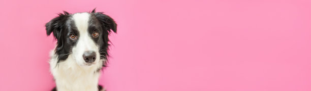 有趣的工作室肖像可爱的微笑小狗狗边境牧羊犬孤立在粉红色的背景。新的可爱的家庭成员小狗凝视和等待奖励。宠物护理和动物概念横幅图片下载
