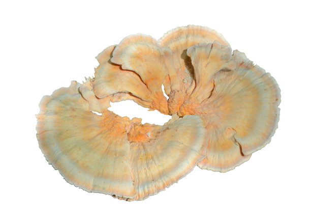 可食用蘑菇（硫色多孔菌）5图片下载