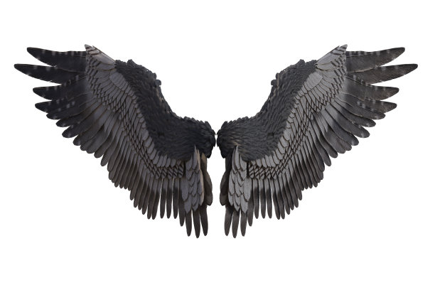 一组羽毛天使的翅膀孤立在白色，3d渲染。图片下载