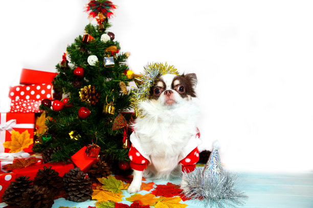 可爱的吉娃娃狗戴着新年圆锥形的帽子在节日背景。新年快乐，圣诞快乐，节日快乐，庆祝快乐。副本的空间。图片下载