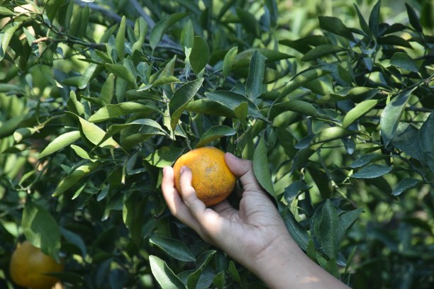 树上的柑橘类水果准备收获了图片下载