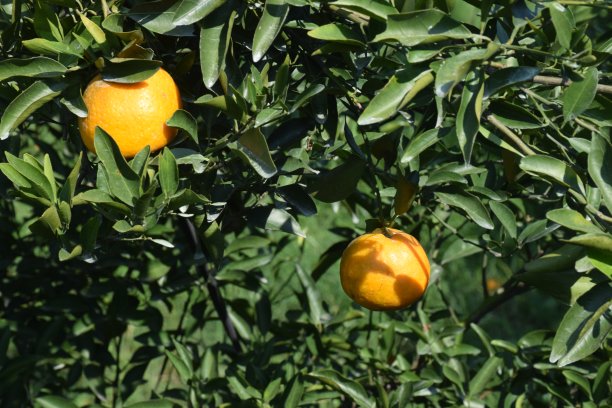 树上的柑橘类水果准备收获了图片下载