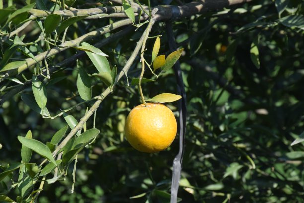 树上的柑橘类水果准备收获了图片下载