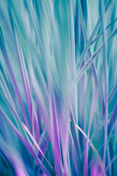 抽象微距拍摄的绿色和紫色的草。创意照片背景的自然。图片下载