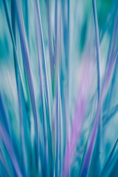 抽象微距拍摄的绿色和紫色的草。创意照片背景的自然。图片下载