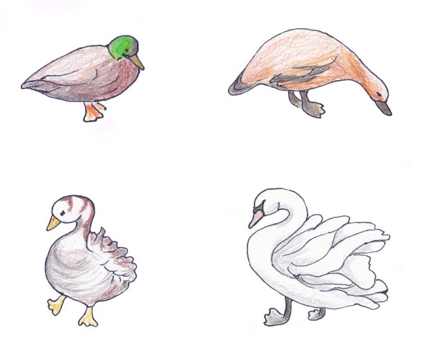 一组家鸭和一只天鹅。水彩插图上的白色背景图片下载