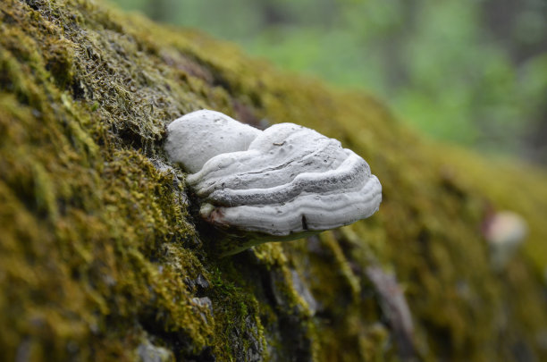 苔藓中的木材多孔真菌图片下载