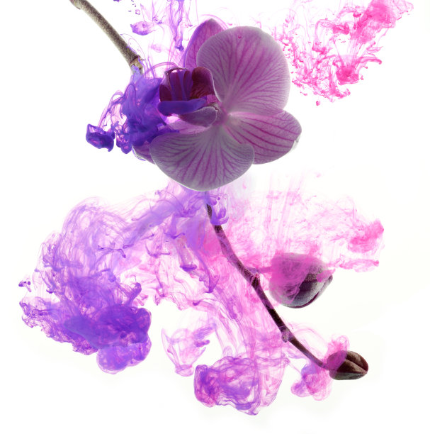 抽象的粉色兰花图片下载