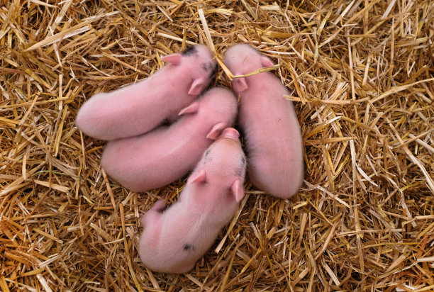 四个小猪图片下载