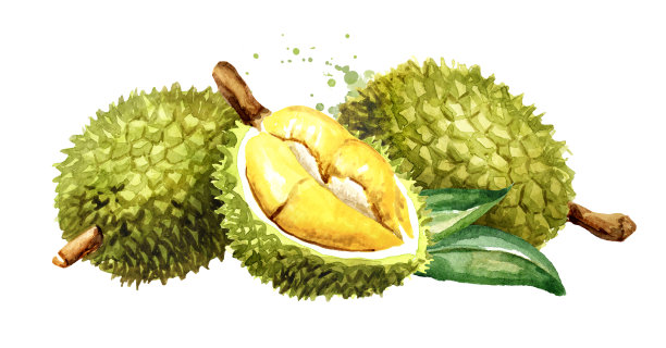 榴莲果实呈金黄色，果肉柔软可口，叶子绿色。水彩手绘水平插图，孤立在白色背景图片下载