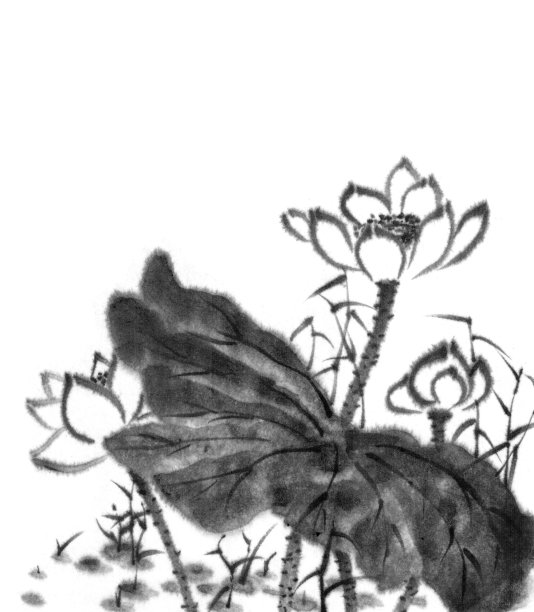 莲花、墨水的形象。手工墨荷花在白色的背景。日本传统水墨画。素材图片