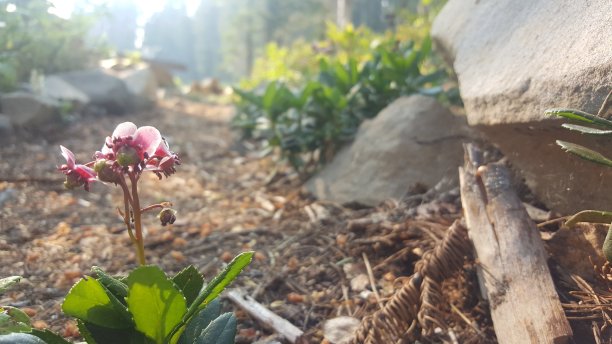粉红色的小花蕾已褪为洋红色图片下载