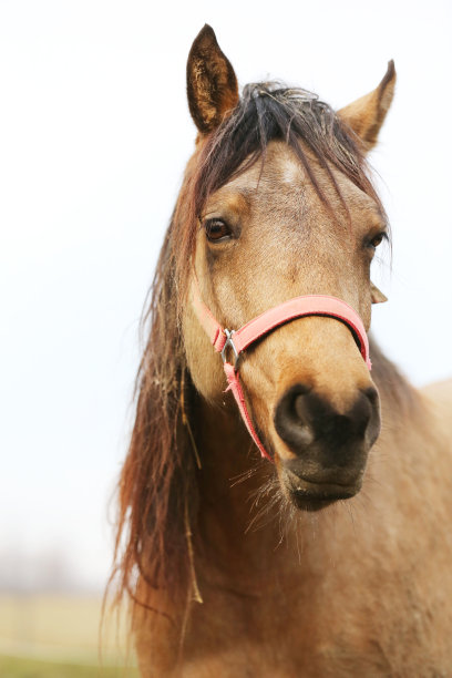 特写肖像摩根母马的头和鼻子图片下载