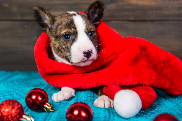 滑稽的贝森基小狗戴着圣诞帽和红球图片下载