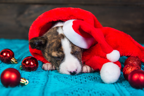 滑稽的贝森基小狗戴着圣诞帽和红球图片下载