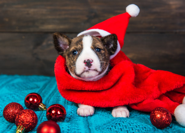 滑稽的贝森基小狗戴着圣诞帽和红球图片下载