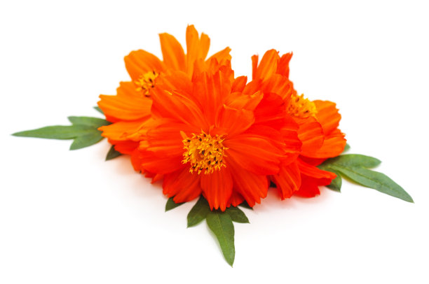 美丽的橙色的花。图片下载