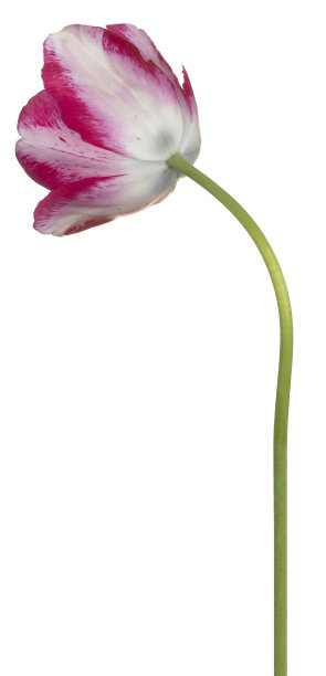 花孤立图片下载