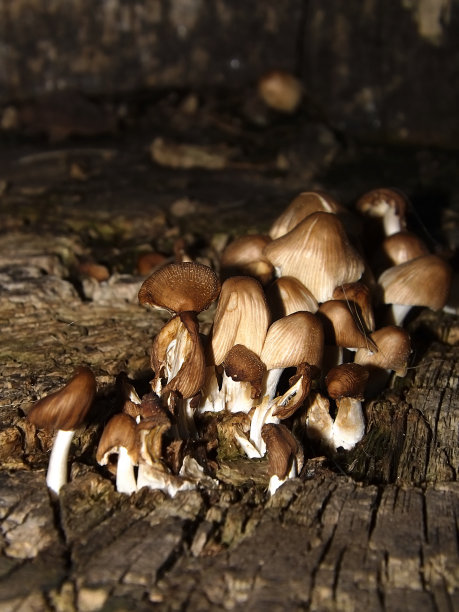 森林蘑菇在木制背景上的美丽特写图片下载