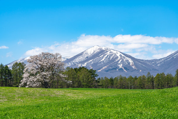 孤独的樱花在春天阳光明媚的早晨和清澈的蓝天图片下载