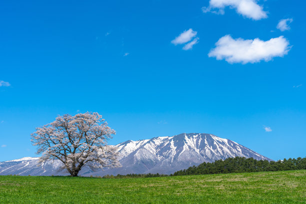 孤独的樱花在春天阳光明媚的早晨和清澈的蓝天图片下载