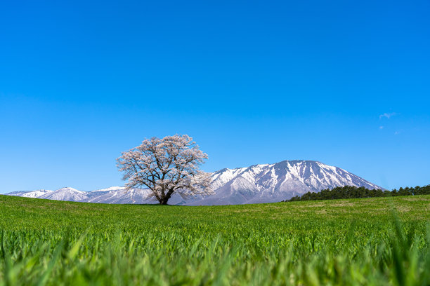 孤独的樱花在春天阳光明媚的早晨和清澈的蓝天图片下载