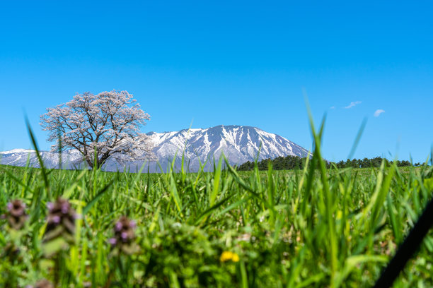 孤独的樱花在春天阳光明媚的早晨和清澈的蓝天图片下载