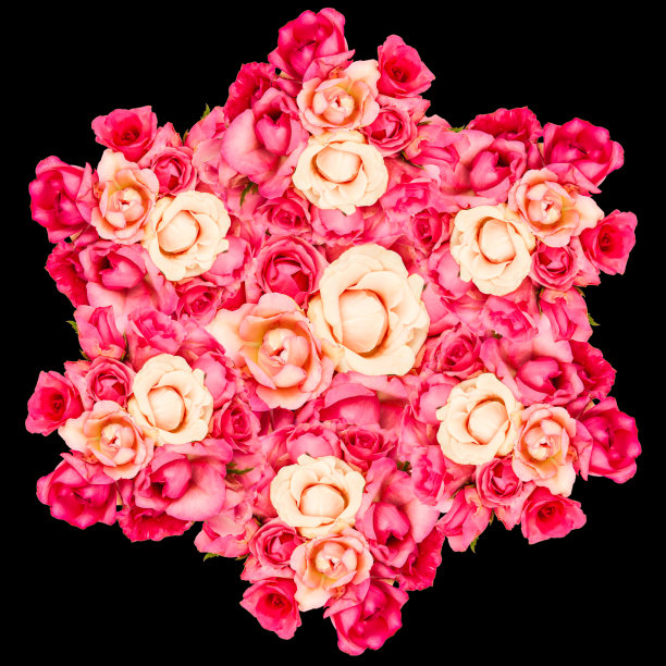 玫瑰是红色孤立的黑色图片下载