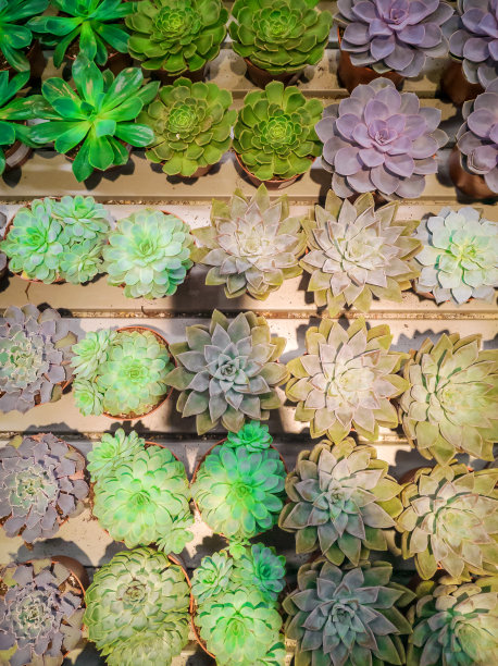 色彩鲜艳的echeveria图片下载