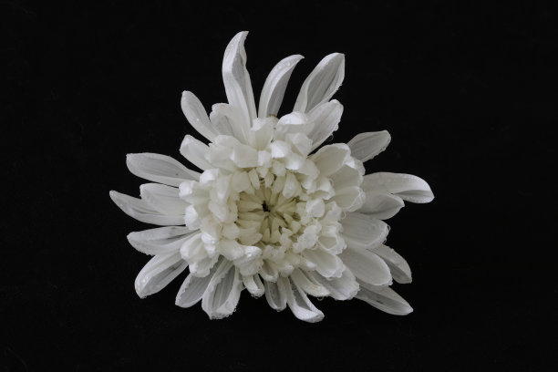 黑色背景中的菊花图片下载