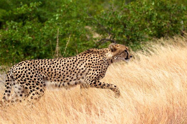 在克鲁格国家公园猎豹。图片下载