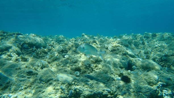 金头鲷，金头鲷图片下载