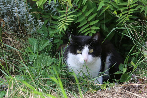 一只黑白相间的欧洲猫躺在草地上。法国。图片下载