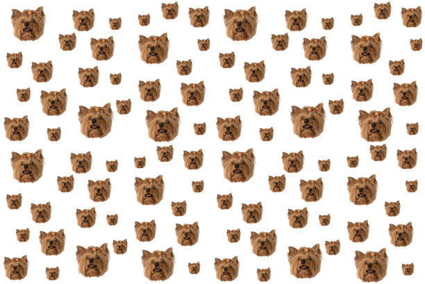 白色背景上的约克郡犬头。小狗。隔离、模式图片下载