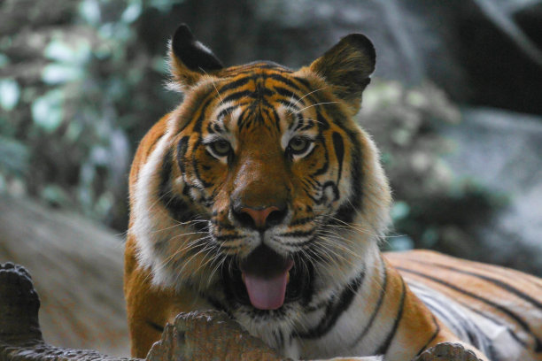 老虎秀舌头坐在岩石上图片下载