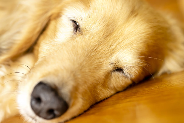 漂亮的腊肠狗在地板上睡得很香。狗的脸的特写。图片下载