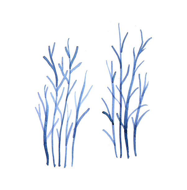 水彩抽象的蓝色树枝。手工植物插画。设计和剪贴簿的自然元素。孤立在白色背景上。图片下载