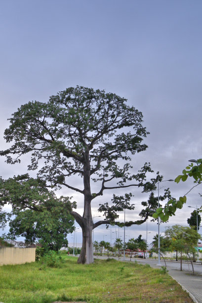 木棉树，赤道几内亚的国树和象征(aka kapop树)-马拉博，赤道几内亚图片下载
