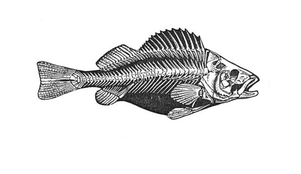 古董插图-鱼的骨架图片下载