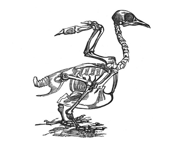 古董插图-鸟的骨架图片下载