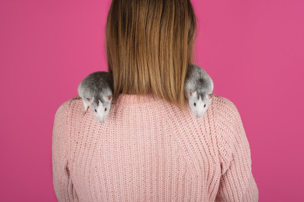 两只有趣的灰色老鼠坐在女孩的肩膀上。图片下载