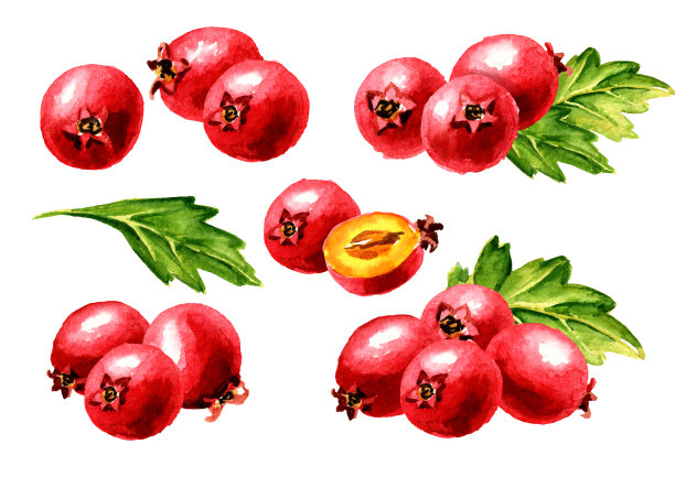 红色山楂浆果与绿色的叶子。水彩手绘插图孤立的白色背景图片下载