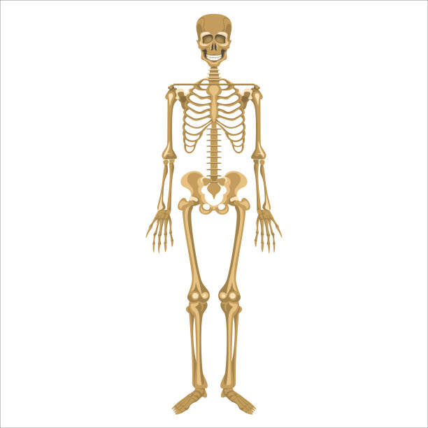 人类骨骼图片下载