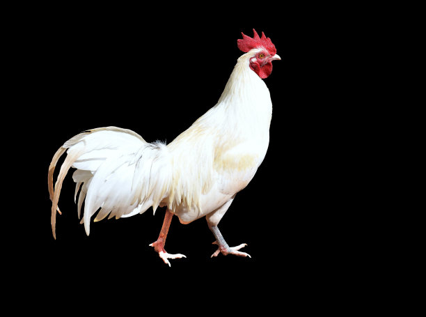 白色母鸡或公鸡孤立在黑色背景上。近距离肖像矮脚鸡孤立。文件包含一个剪切路径。图片下载