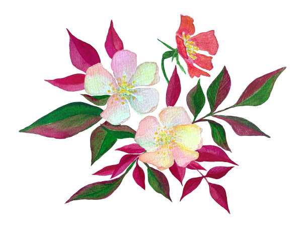 水彩植物插画与玫瑰臀部花和明亮的叶子图片下载