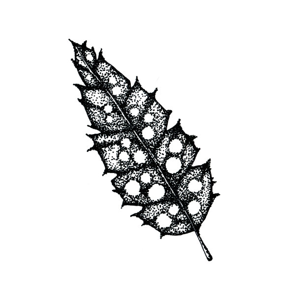 带有特写图案的鸟羽毛。手工图形插图孤立在白色背景。用于封面设计，复活节产品，模板。图片下载