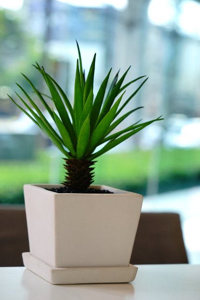 有肉质植物的小树图片下载