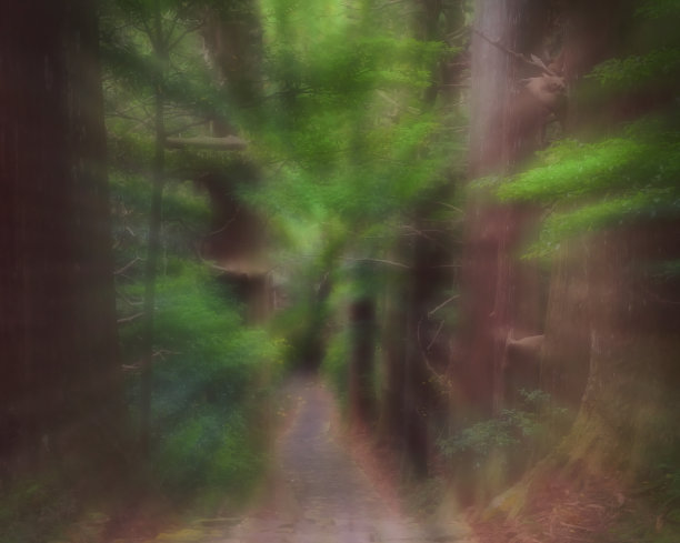 日本和歌山Kumano Kodo Daimonzaka斜坡抽象模糊森林图片下载