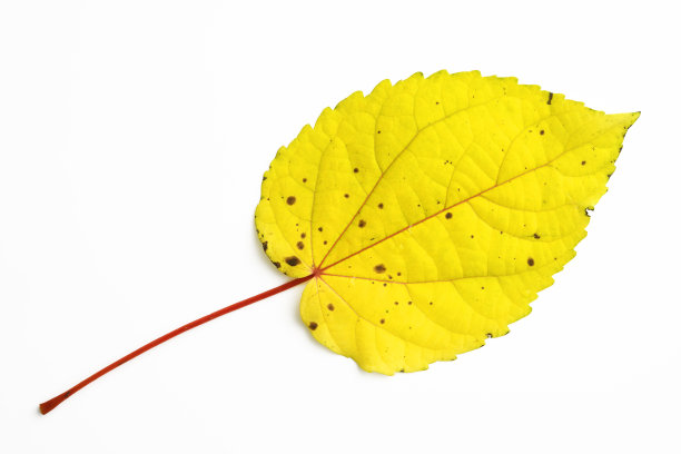 孤立的镜头秋叶在白色的背景图片下载