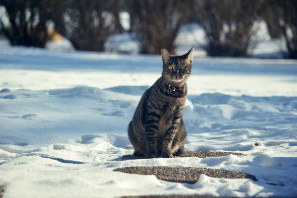 这是一只家养的灰虎斑猫坐在雪地上的特写镜头图片下载